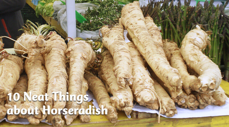10 neat things about horseradish