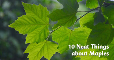 10 neat things about maples