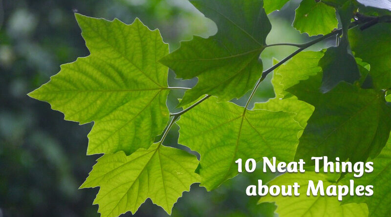 10 neat things about maples