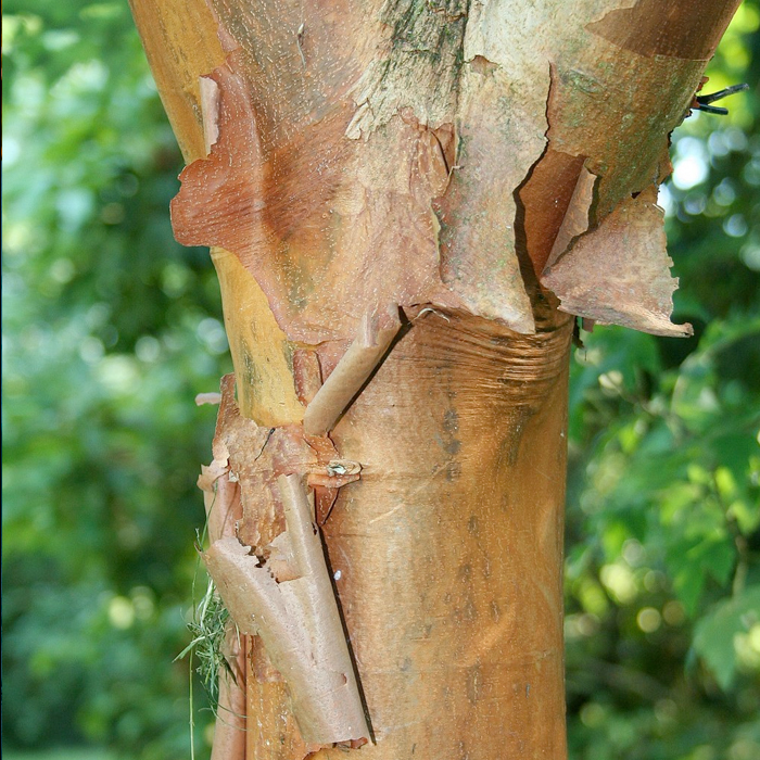 paperbark maple