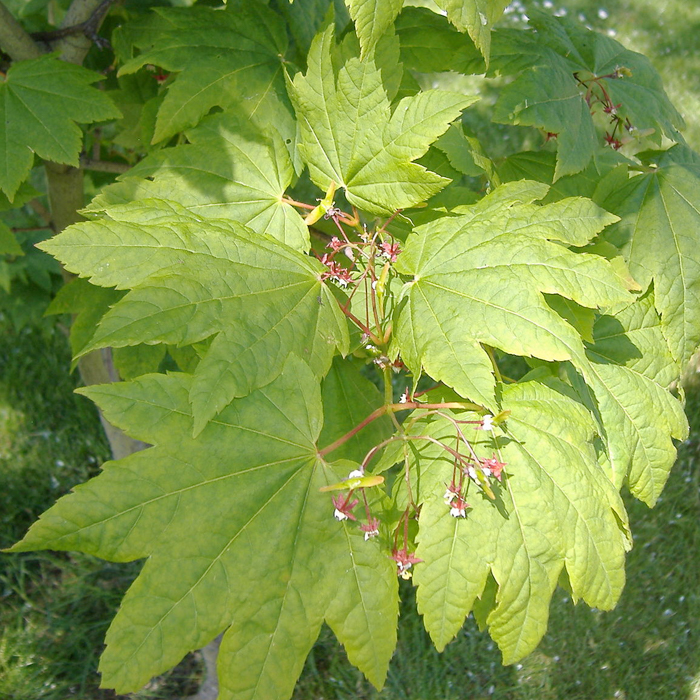 vine maple