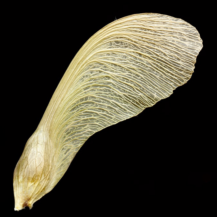 maple seed