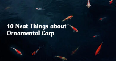 10 neat things about ornamental carp