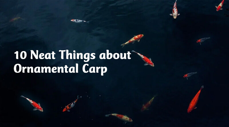 10 neat things about ornamental carp