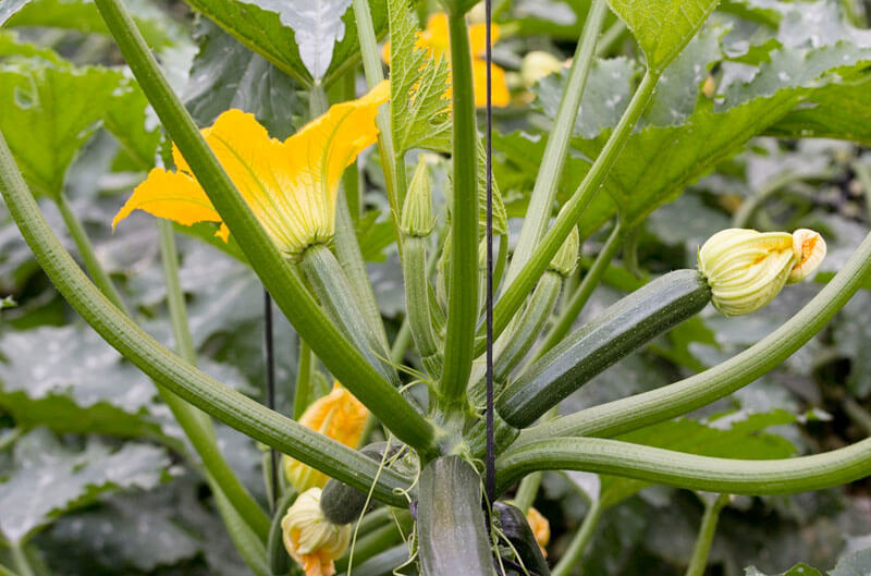 Zucchini