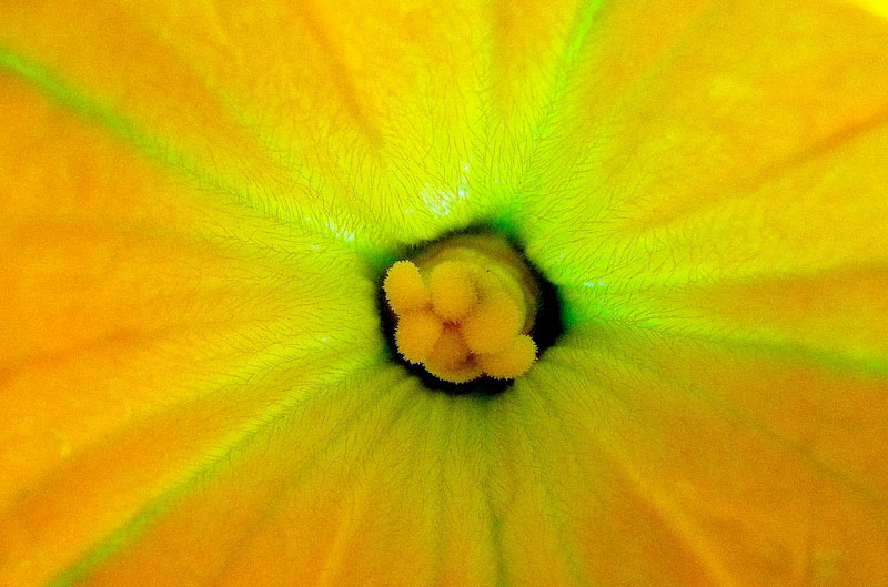 Zucchini