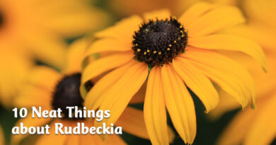 10 neat things about rudbeckia