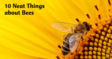 10 neat things about bees
