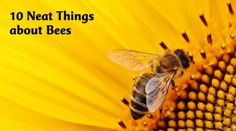 10 neat things about bees