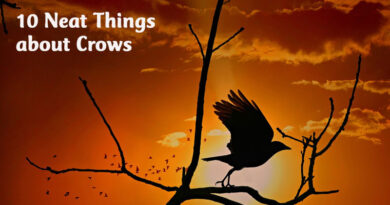 10 neat things crow