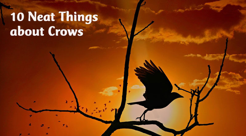 10 neat things crow