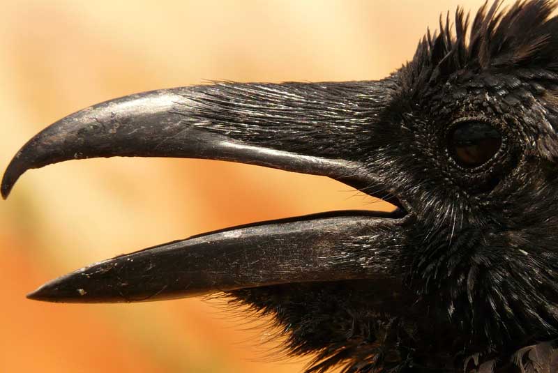 10 neat things crows