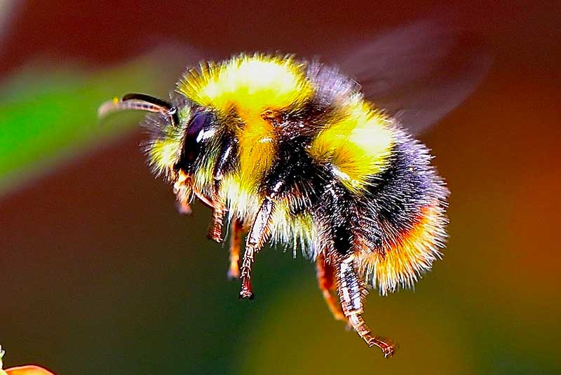bees