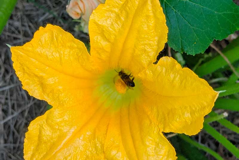 bees