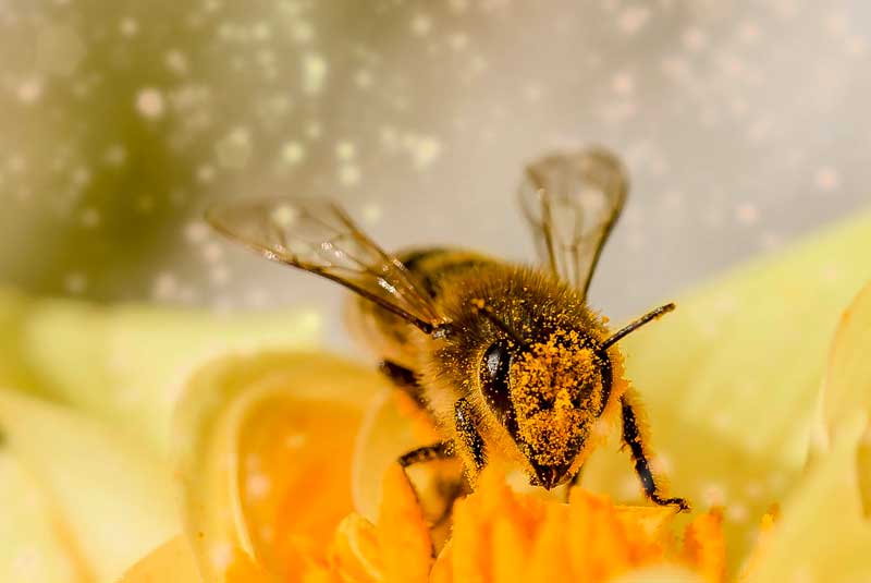 bees