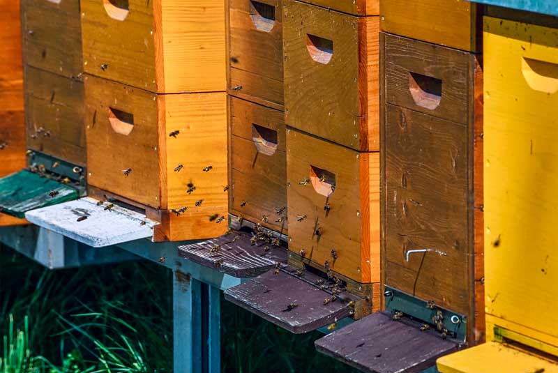 bees