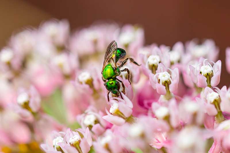 bees