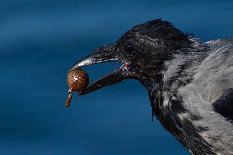 10 neat things crows
