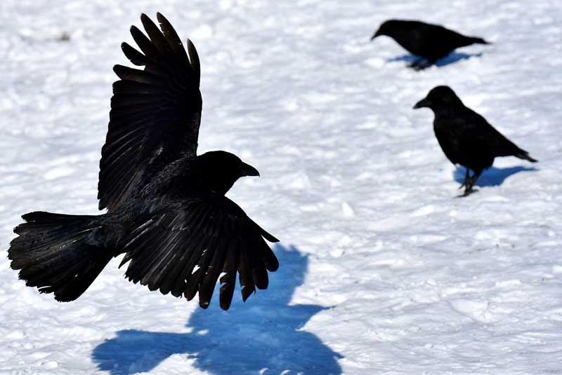 10 neat things crows