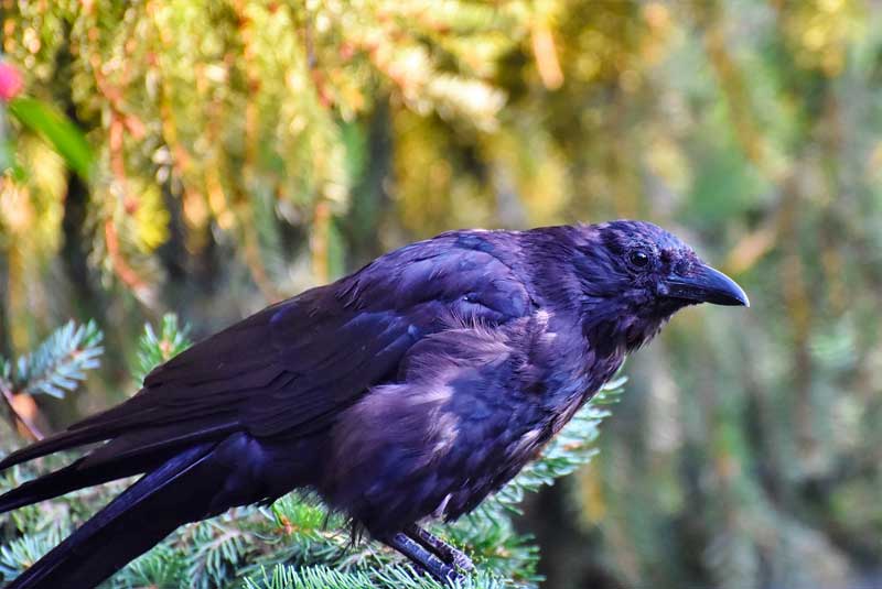 10 neat things crow