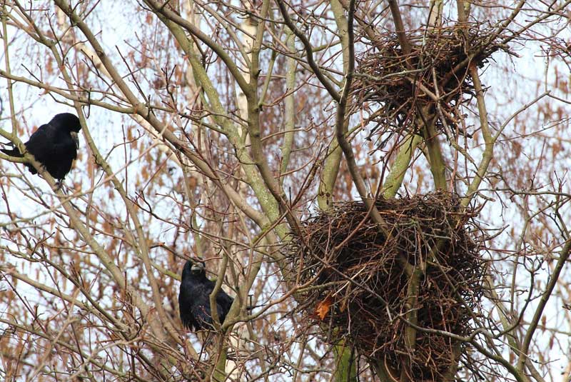10 neat things crow