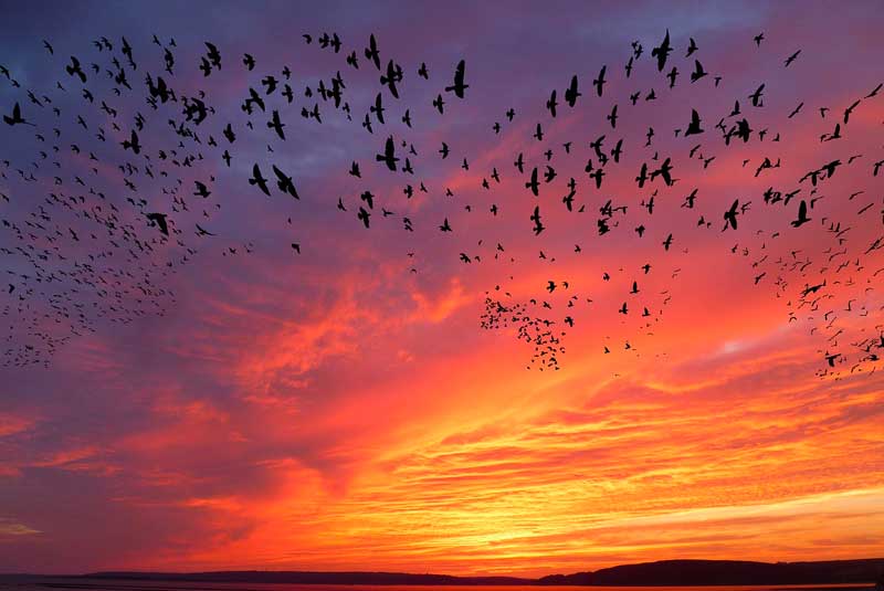 10 neat things crow