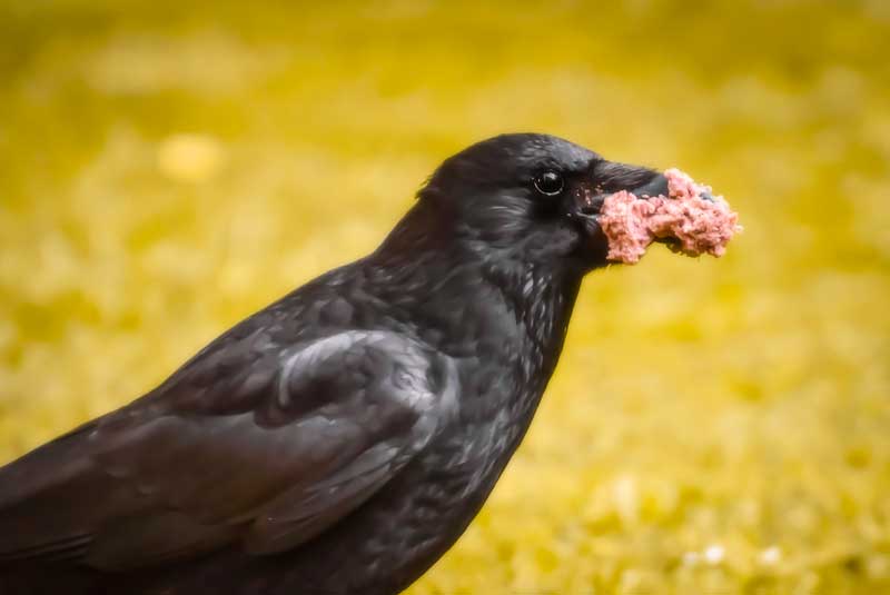 10 neat things crow