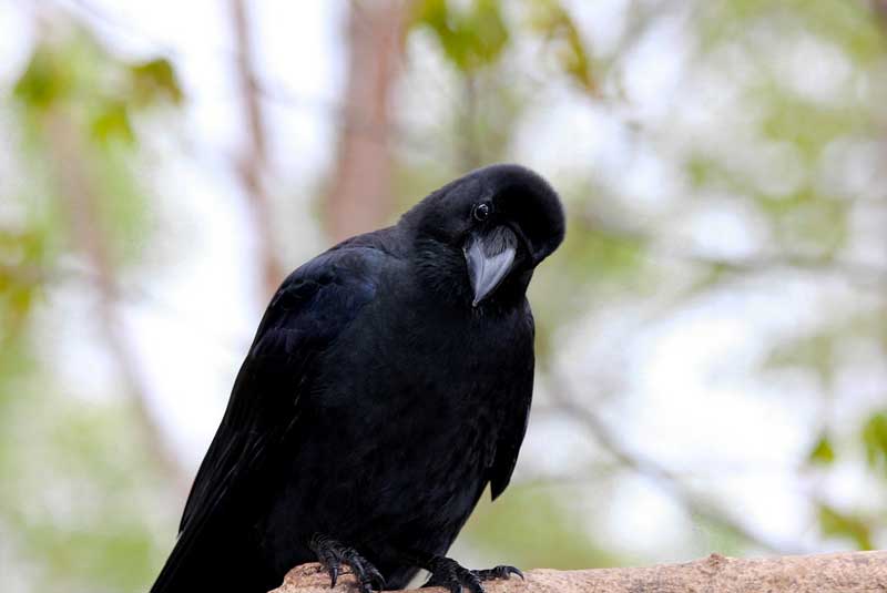10 neat things crow