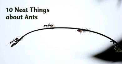 10 beat things about ants