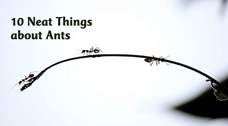 10 beat things about ants