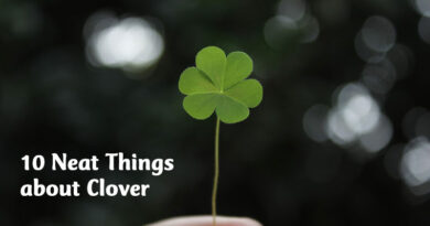 10 neat things about clover