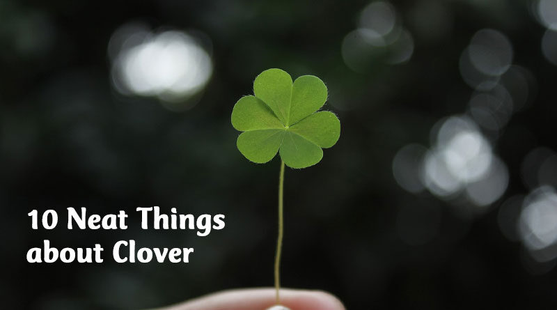10 neat things about clover