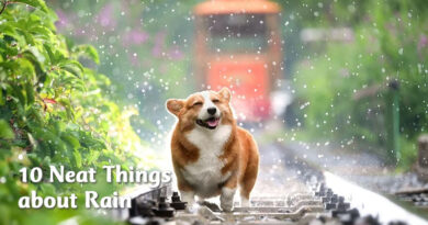 10 neat things about rain