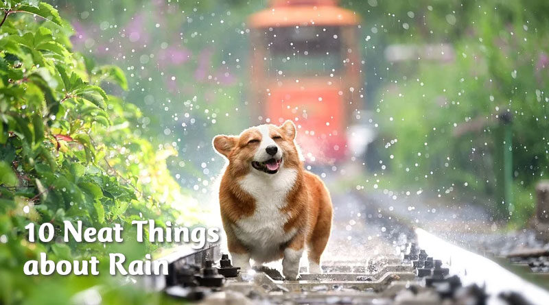 10 neat things about rain