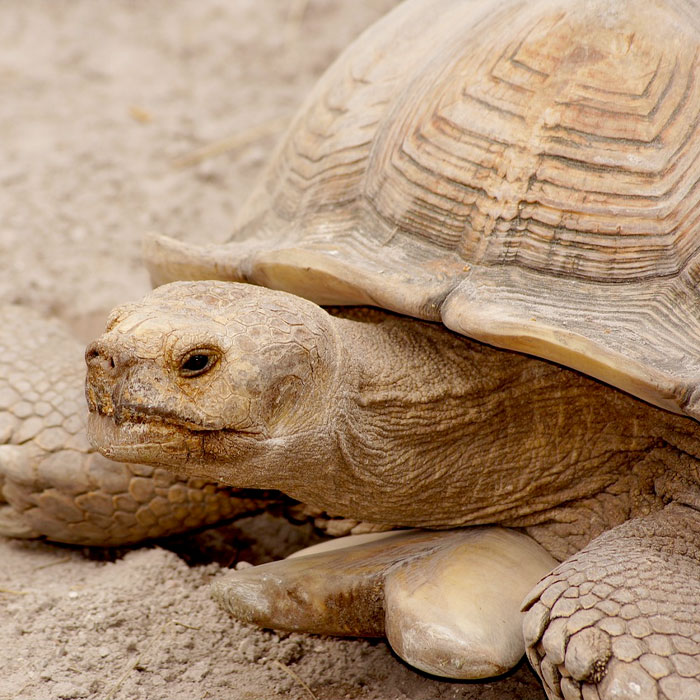 old turtle