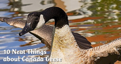 10 Neat Things about Canada Geese