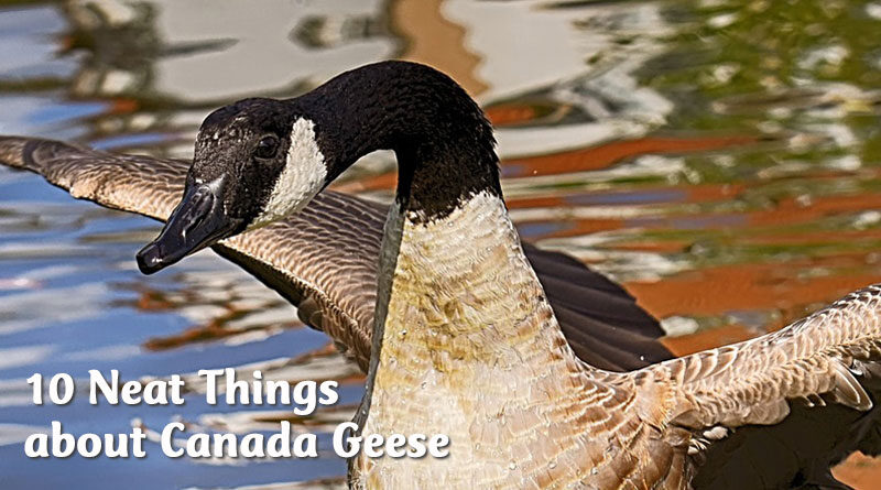 10 Neat Things about Canada Geese