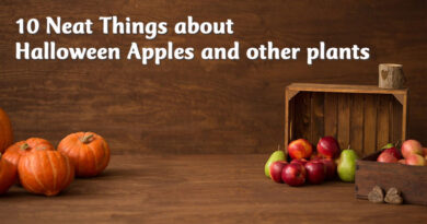 10 neat things about halloween apples and other plants