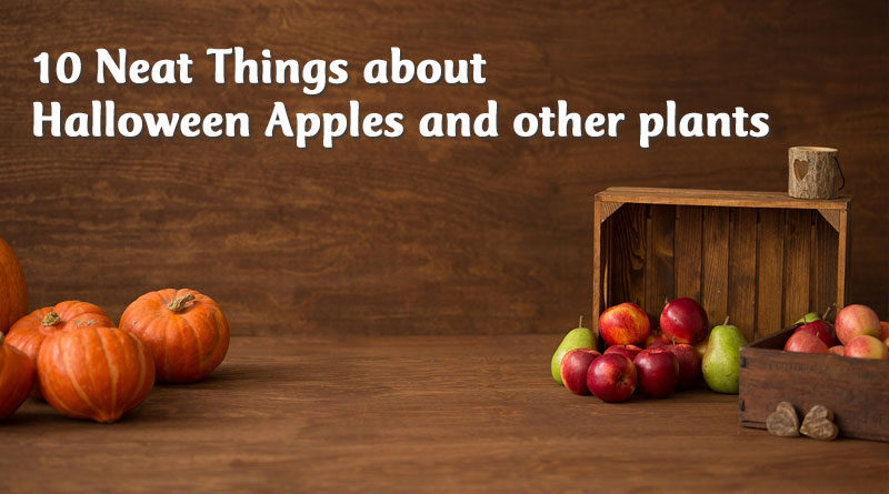 10 neat things about halloween apples and other plants