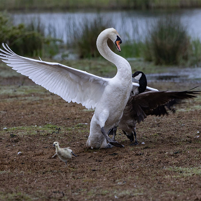 canada goose and swan