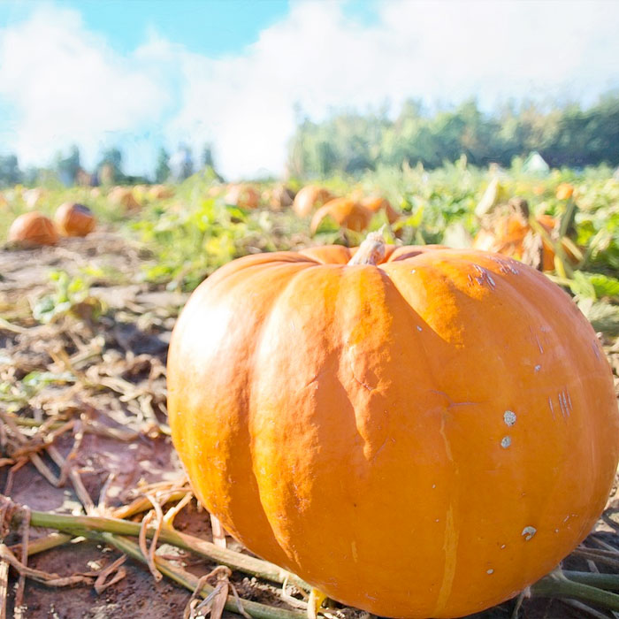 giant pumpkin