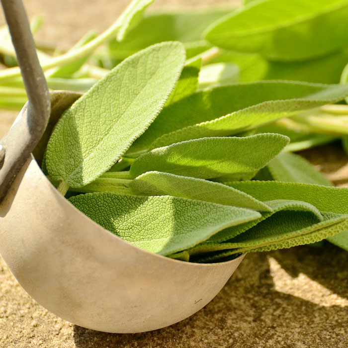sage