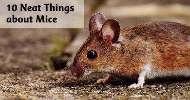 10 neat things about mice
