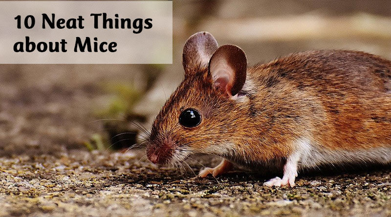 10 neat things about mice