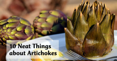 10 neat things about artichokes