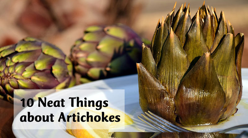 10 neat things about artichokes