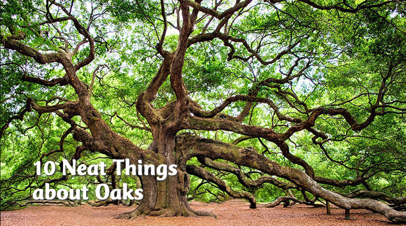 10 neat things about oaks