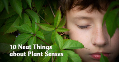 10 Neat Things about Plant Senses