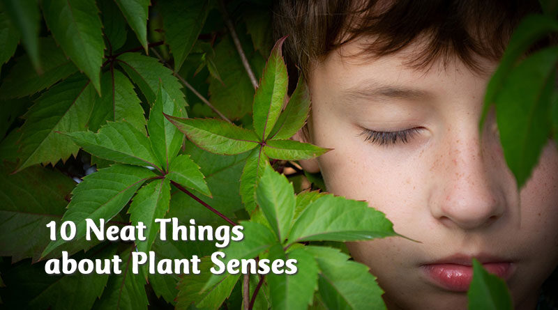10 Neat Things about Plant Senses