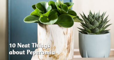 10 neat things about peperomia